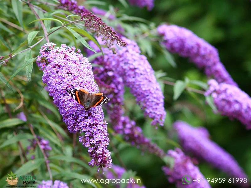 Blue-Knight-Butterfly-Bush3