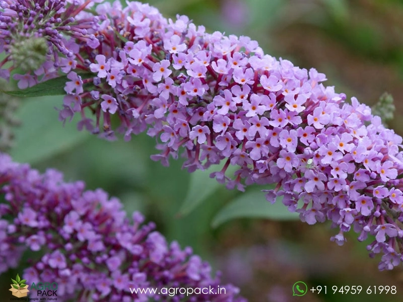 Blue-Knight-Butterfly-Bush4