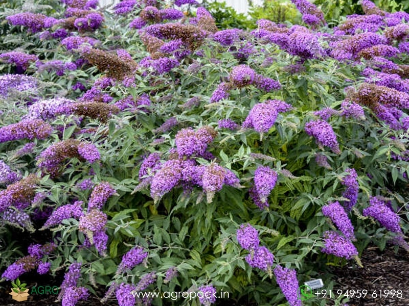 Blue-Knight-Butterfly-Bush5