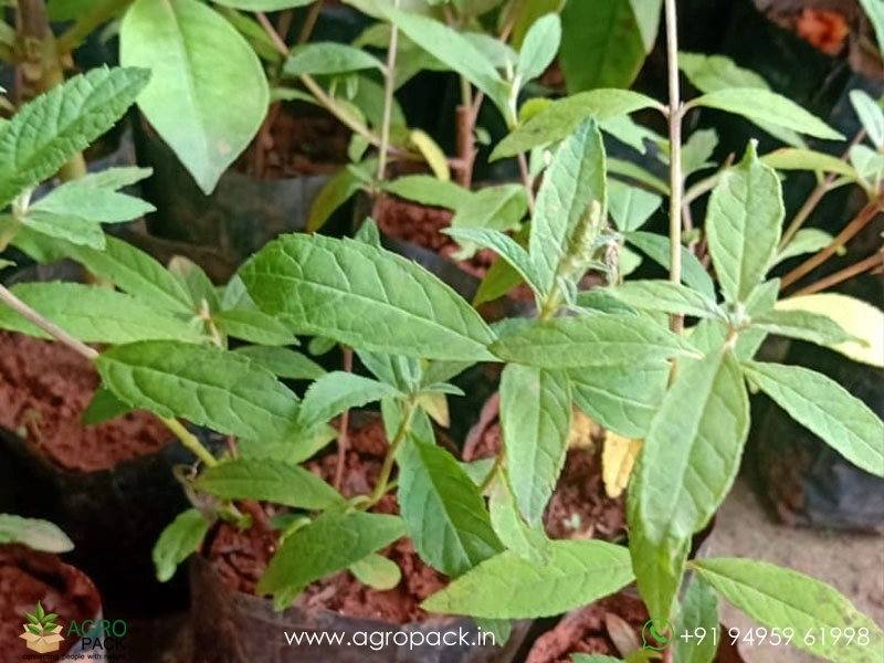 Blue-Knight-Butterfly-Bush6