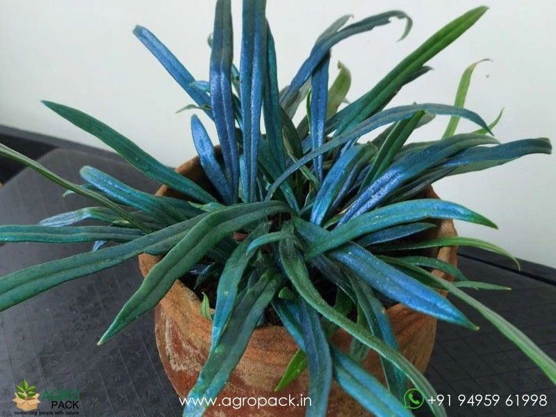 Blue-Oil-Fern1