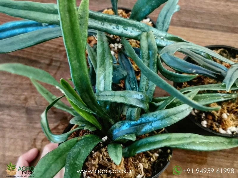 Blue-Oil-Fern3
