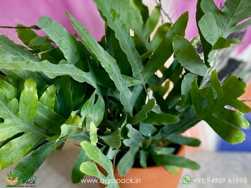 Blue-Star-Fern1