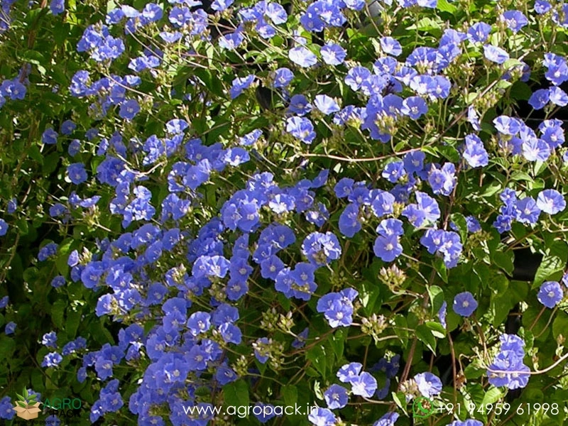 Blue-cluster-wine1
