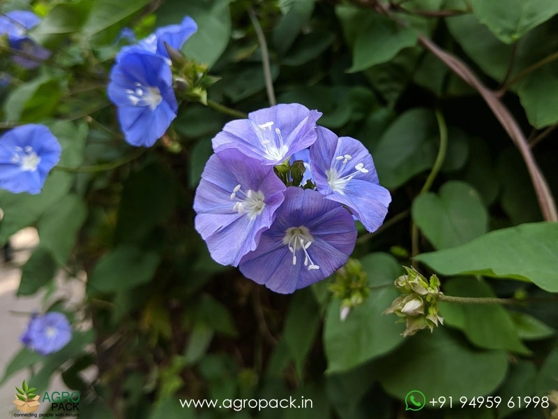 Blue-cluster-wine2