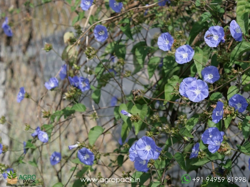 Blue-cluster-wine3