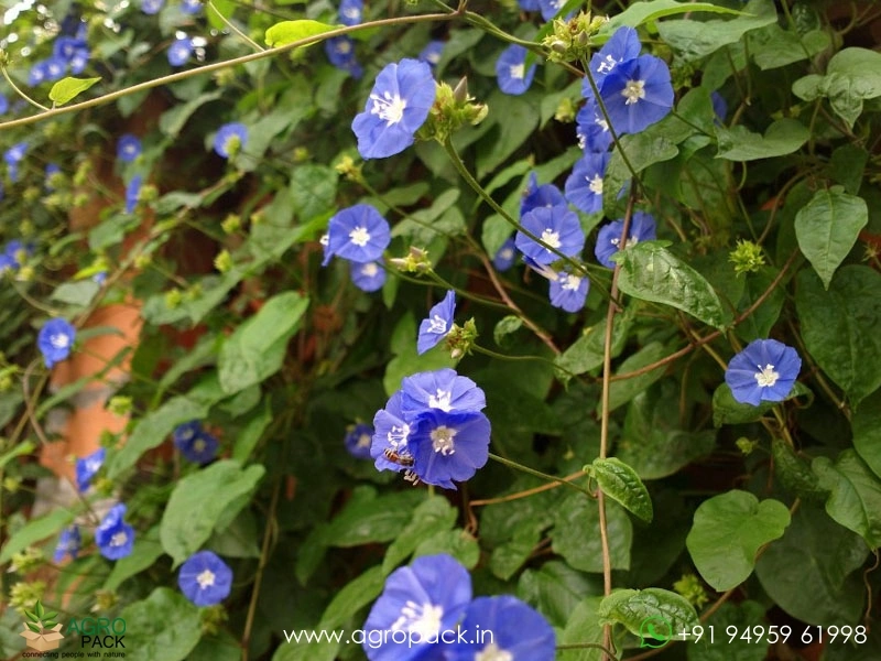 Blue-cluster-wine4