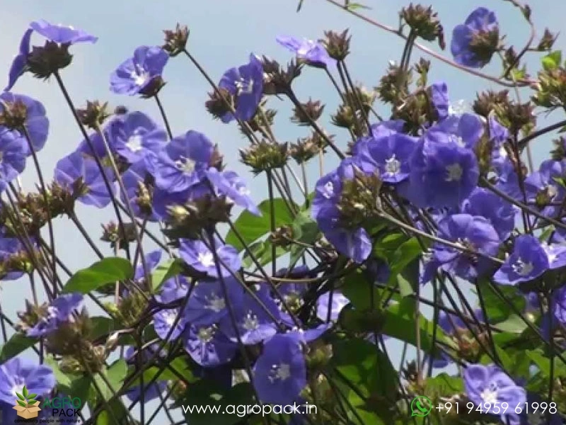 Blue-cluster-wine5