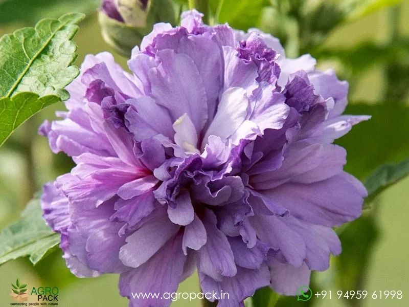 Blueberry-hibiscus-Blue-Chiffon1