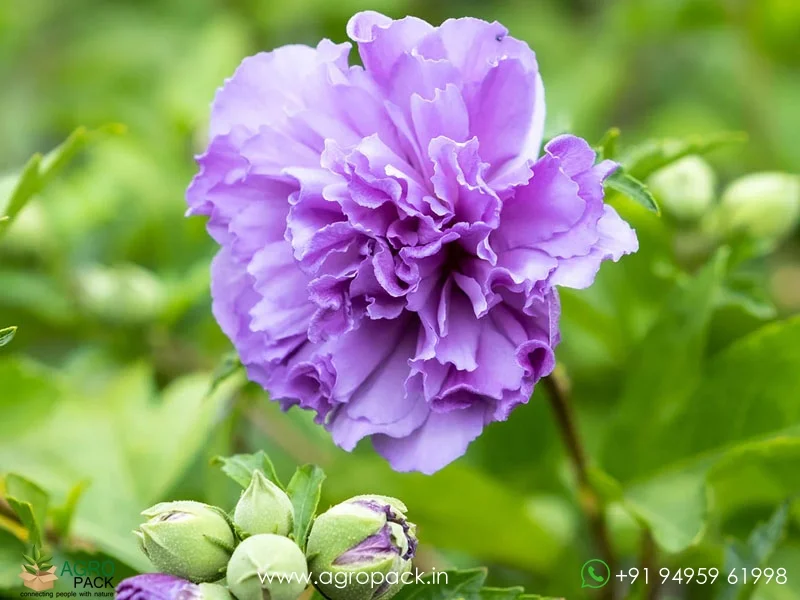 Blueberry-hibiscus-Blue-Chiffon4