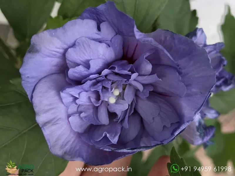 Blueberry-hibiscus-Blue-Chiffon6