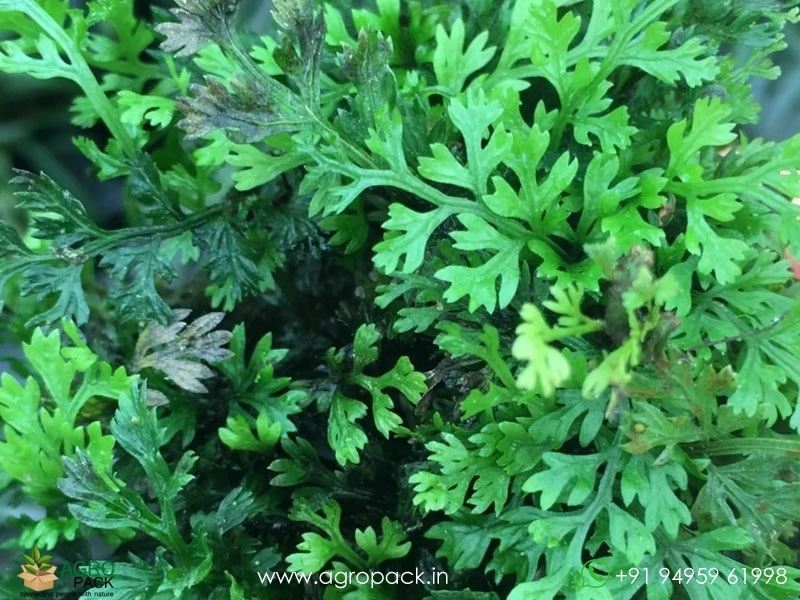 Bolbitis-Heteroclita-Difformis1