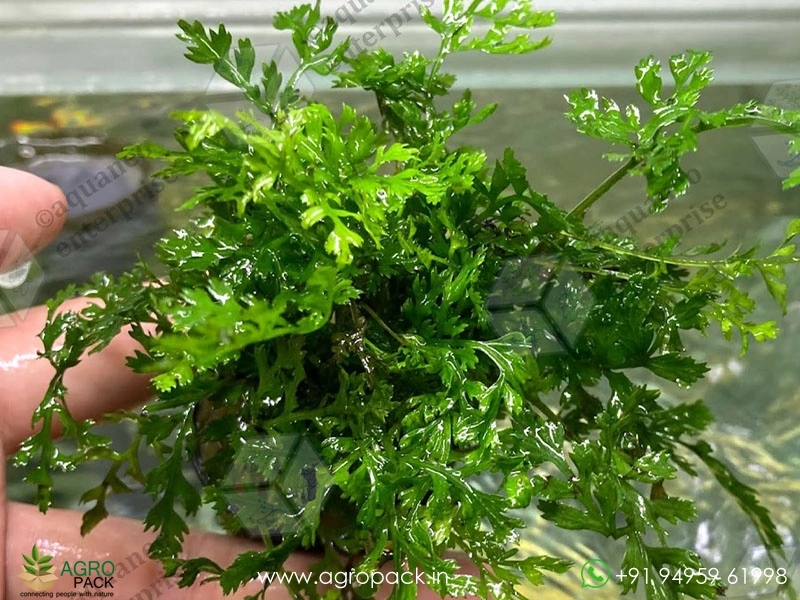 Bolbitis-Heteroclita-Difformis2