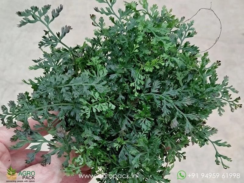 Bolbitis-Heteroclita-Difformis5
