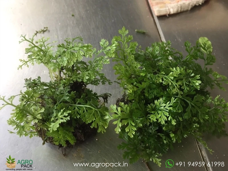 Bolbitis-Heteroclita-Difformis6