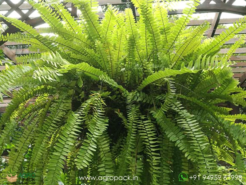 Boston-Fern1