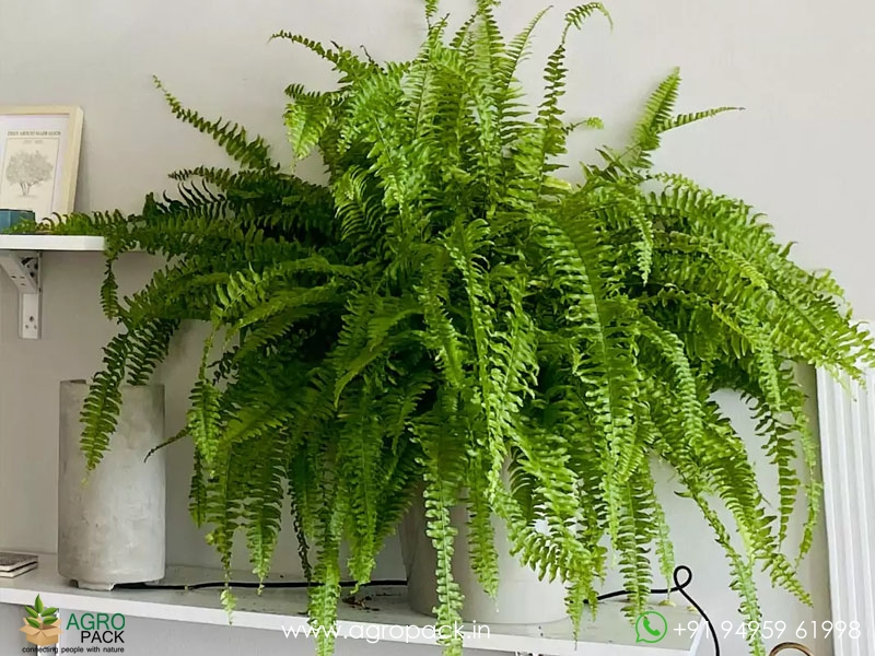 Boston-Fern2