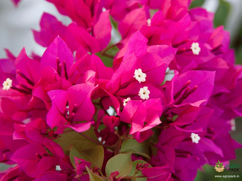 Bougainvillea-1
