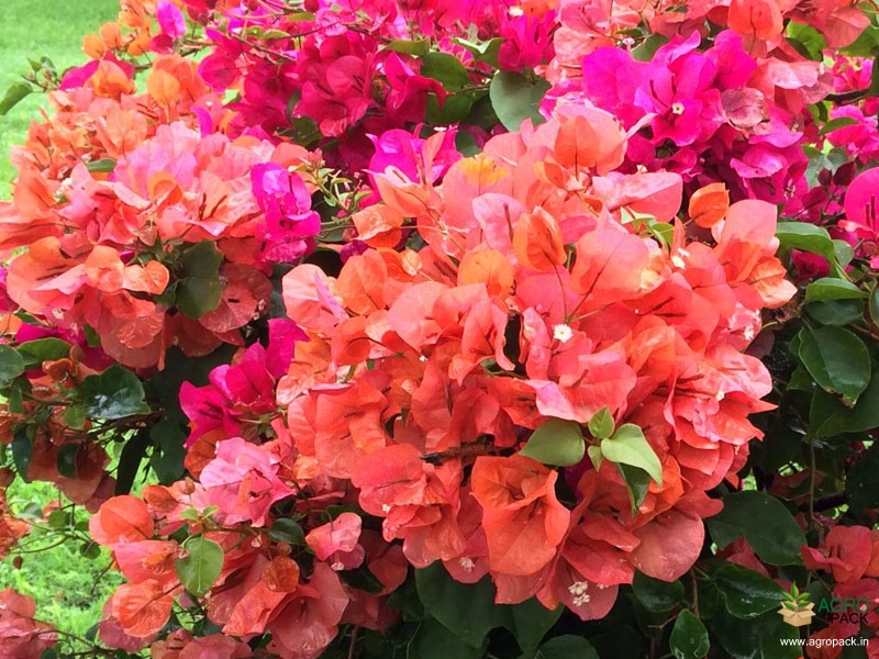 Bougainvillea-3
