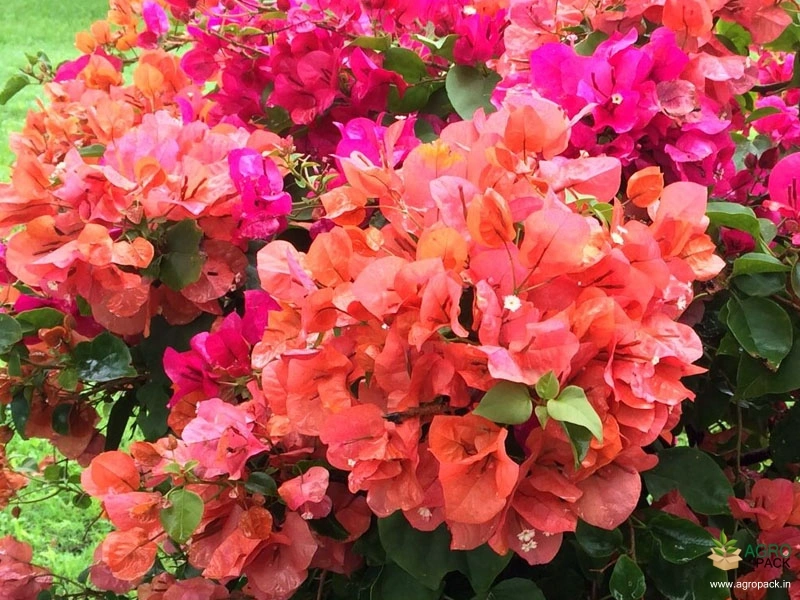 Bougainvillea-3