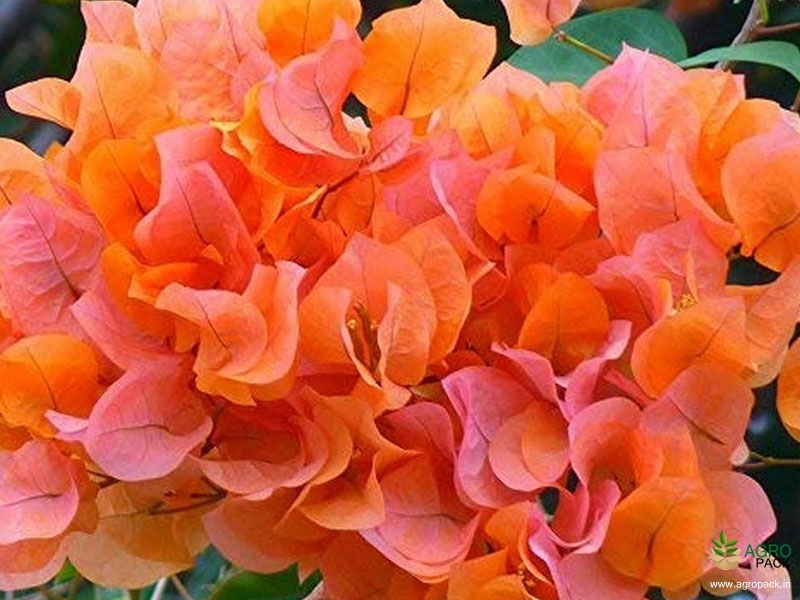 Bougainvillea-5