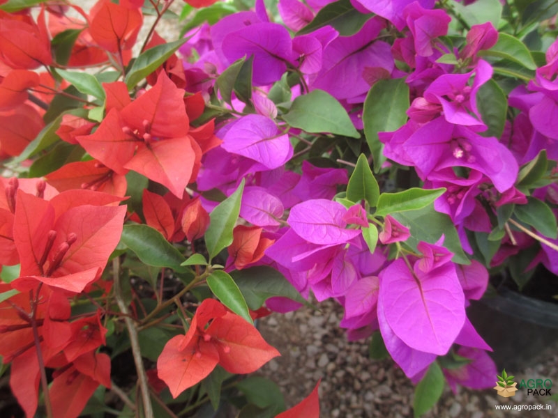 Bougainvillea-6