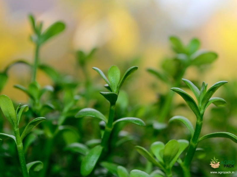Brahmi1