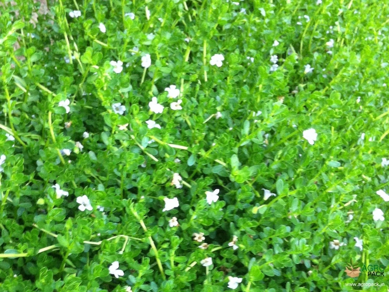 Brahmi2