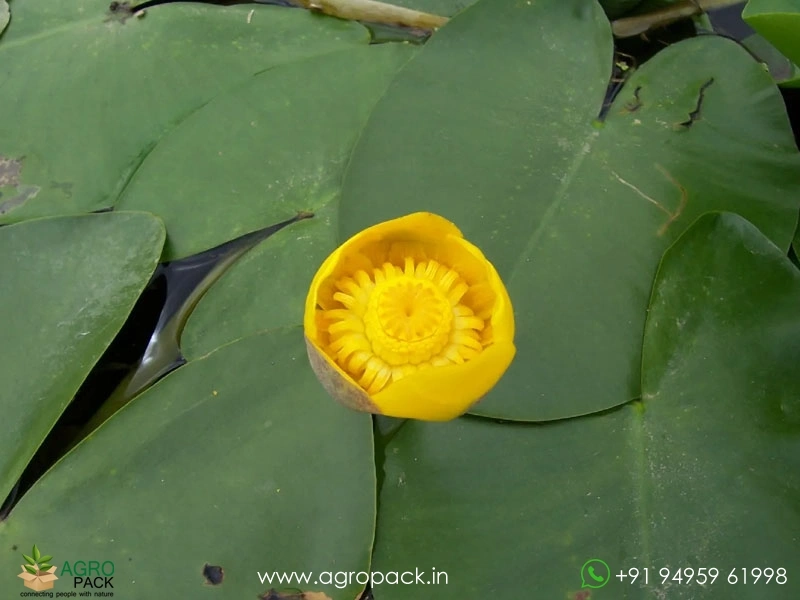 Brandy-Bottle-Lily3