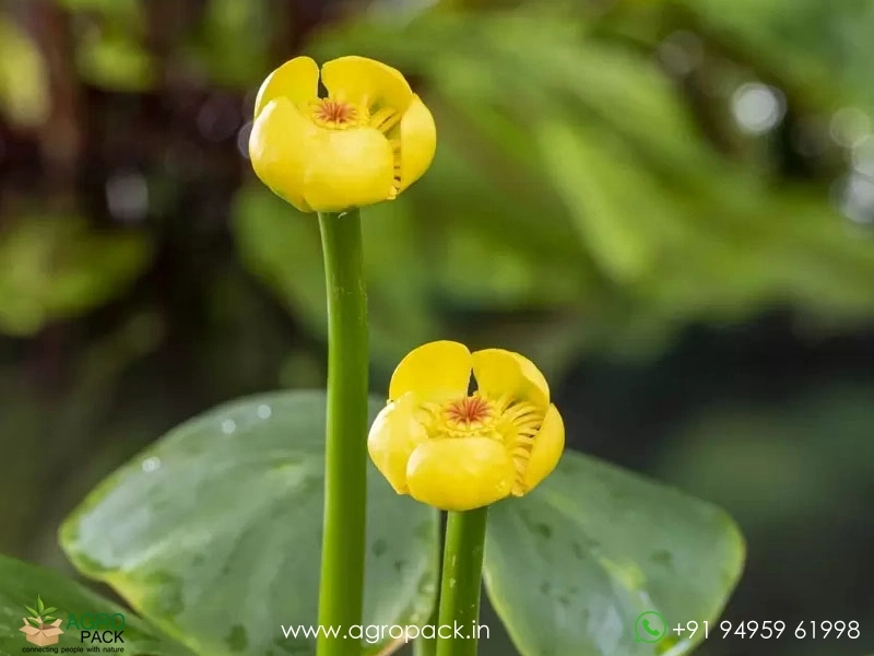 Brandy-Bottle-Lily4