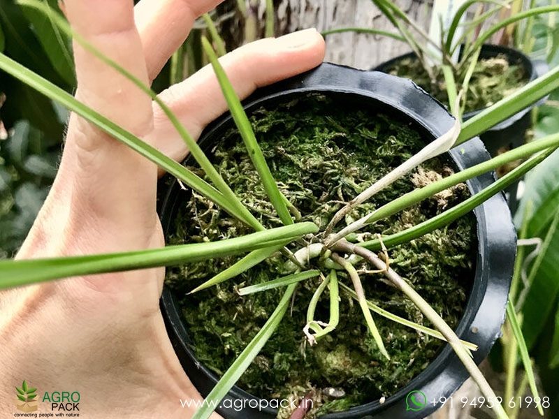 Brassavola--cucullata-×-sib-hybrid--Orchid1