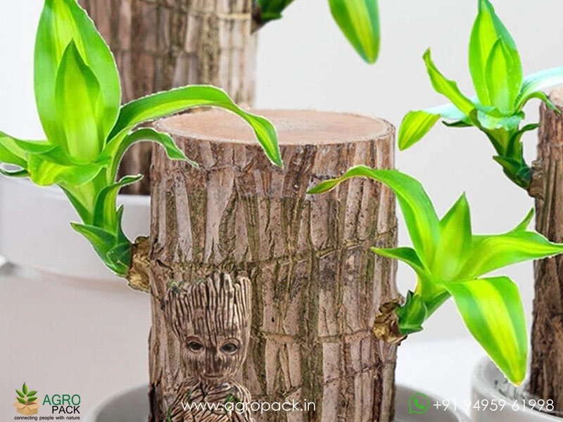 Brazilian-Lucky-Wood1