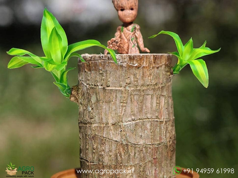 Brazilian-Lucky-Wood2