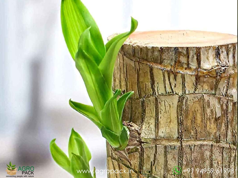 Brazilian-Lucky-Wood3