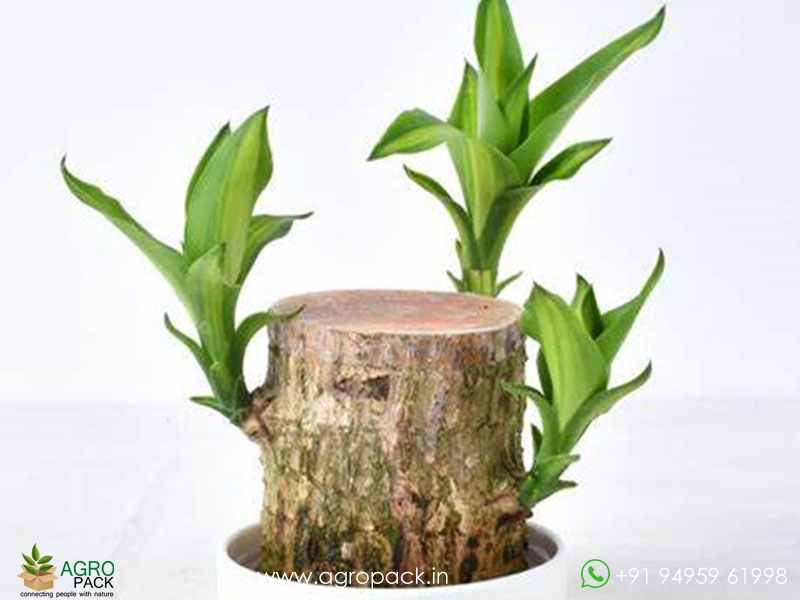 Brazilian-Lucky-Wood5