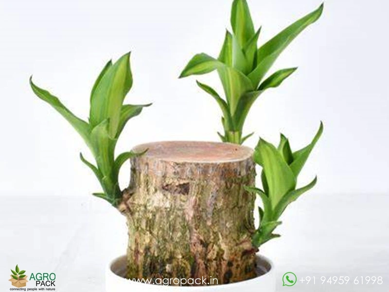 Brazilian-Lucky-Wood5