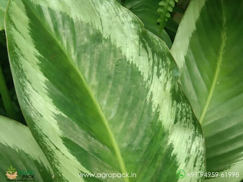 Brazilian-Pink-Star-Calathea5