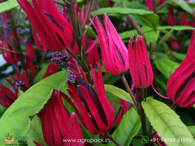 Brazilian-candle-plant1