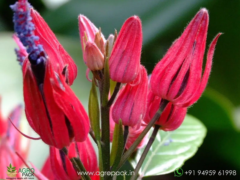 Brazilian-candle-plant2