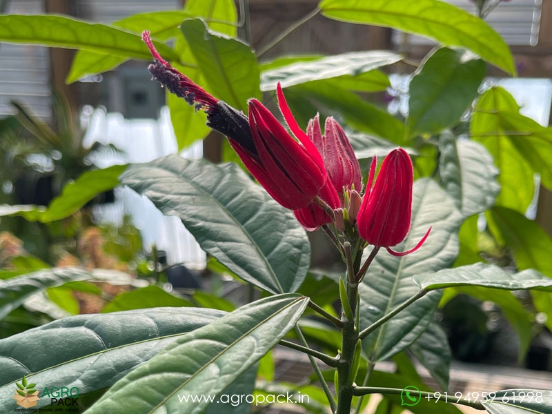 Brazilian-candle-plant3