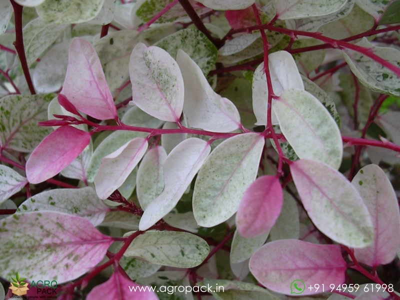 Breynia-Disticha-Roseopicta-Snowbush2
