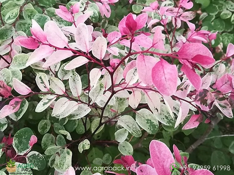 Breynia-Disticha-Roseopicta-Snowbush3