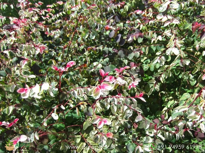 Breynia-Disticha-Roseopicta-Snowbush6