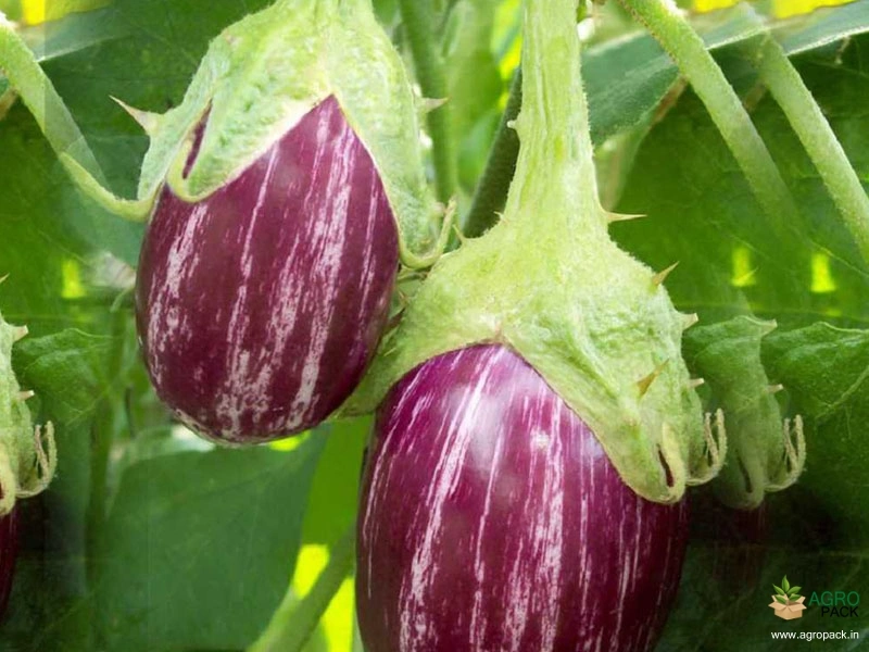 Brinjal1
