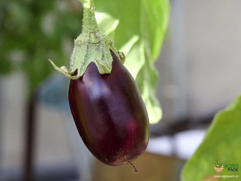 Brinjal5
