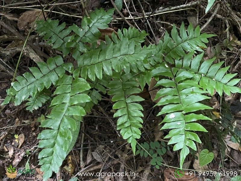 Broadleaf-Maiden-Hair-Fern1