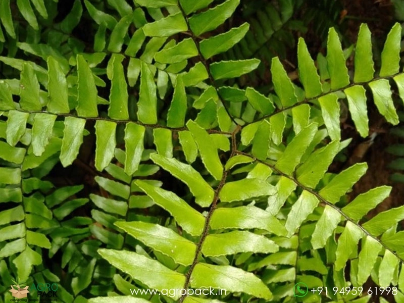 Broadleaf-Maiden-Hair-Fern2