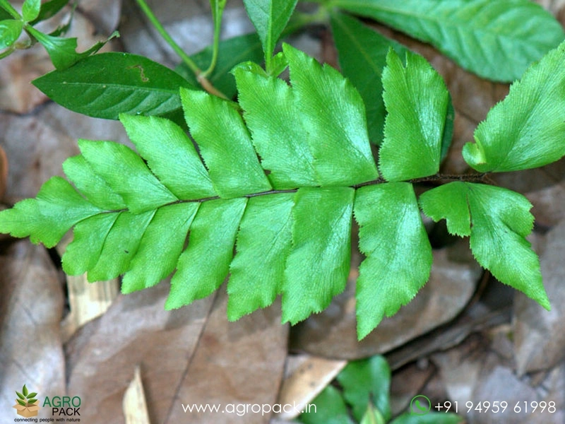 Broadleaf-Maiden-Hair-Fern3