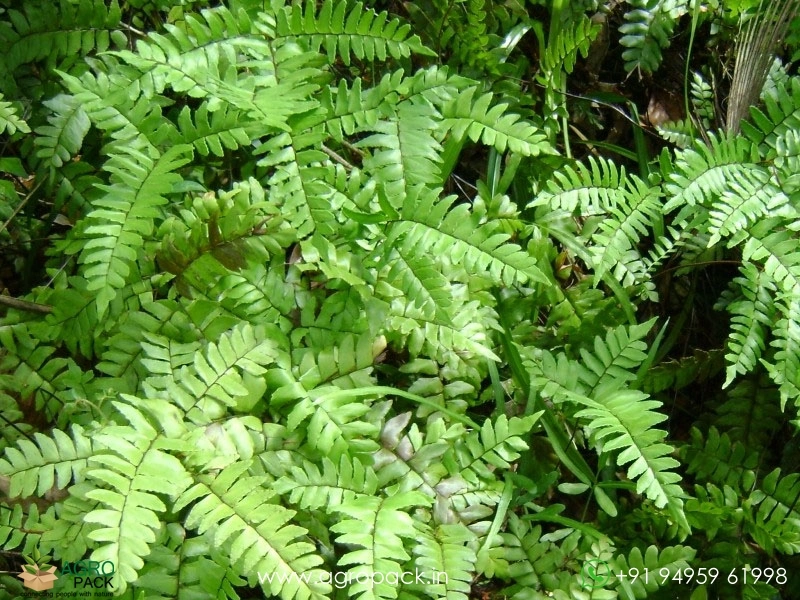 Broadleaf-Maiden-Hair-Fern4