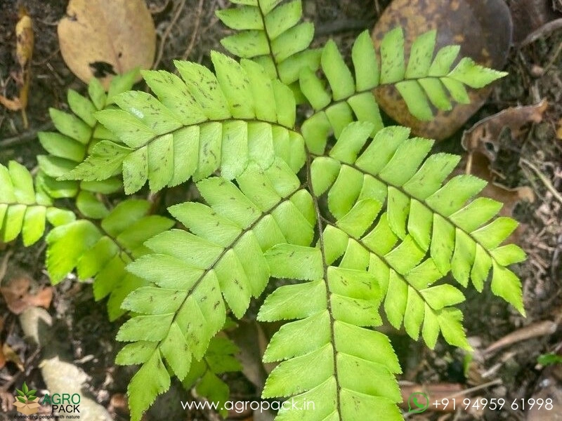 Broadleaf-Maiden-Hair-Fern5